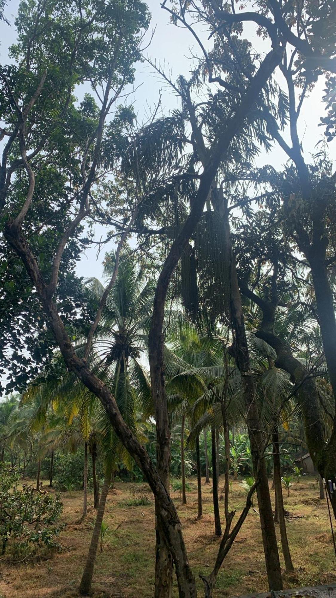 Tamasha Goa Vagator Hostel Bagian luar foto
